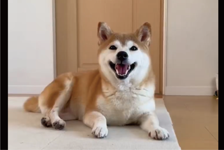 満面の笑みがスンっと真顔に。イタズラがバレそうになった柴犬の表情の変化が話題に「にこっりからのすーん」「顔変わりすぎ〜」