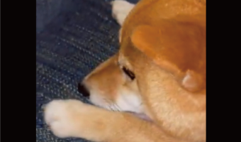 柴犬のかわいすぎる甘え方。膝に乗り、おててつないでからのあご乗せに反響