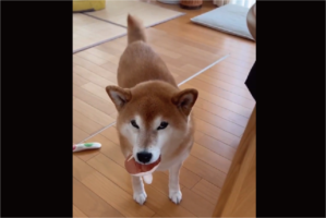 仕事に行くことを伝えたら・・。わかりやすく落ち込む柴犬が話題に「ガックシ肩を落としてますね」「しっぽのパタパタも止んだ」