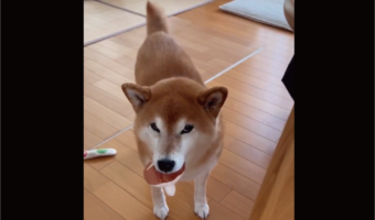 仕事に行くことを伝えたら・・。わかりやすく落ち込む柴犬が話題に「ガックシ肩を落としてますね」「しっぽのパタパタも止んだ」