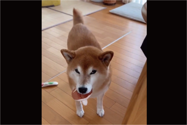 仕事に行くことを伝えたら・・。わかりやすく落ち込む柴犬が話題に「ガックシ肩を落としてますね」「しっぽのパタパタも止んだ」