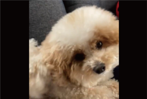 カイカイクシクシしたらねんねして～。トイプードルが就寝するまでの流れに「寝つきが良いね」「何をしていてもかわいい」