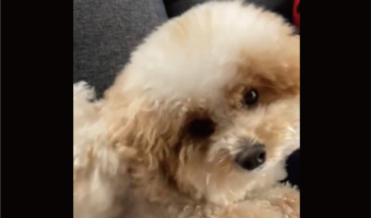 カイカイクシクシしたらねんねして～。トイプードルが就寝するまでの流れに「寝つきが良いね」「何をしていてもかわいい」