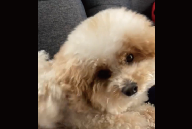 カイカイクシクシしたらねんねして～。トイプードルが就寝するまでの流れに「寝つきが良いね」「何をしていてもかわいい」