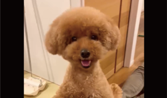 首を大きくかしげるトイプードル。お話を聞いてくれているかわいい姿が話題に「話聞いてほしいです」「首傾げの角度いっぱいでいいな～」