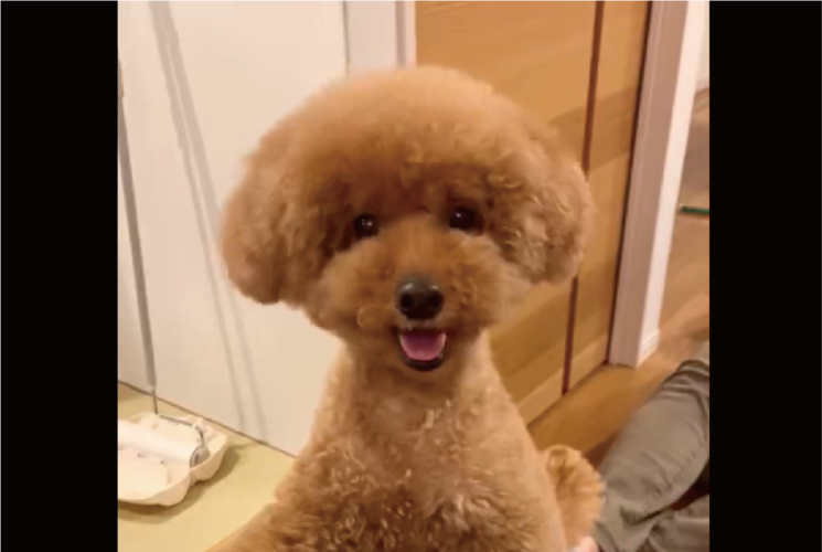 首を大きくかしげるトイプードル。お話を聞いてくれているかわいい姿が話題に「話聞いてほしいです」「首傾げの角度いっぱいでいいな～」