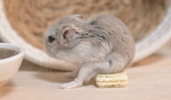 ウエハースに腰かけている！？ハムスターのまさかの行動が話題に「銭湯の頭洗いポーズ」「楽屋裏で着ぐるみの被りものを外してのひと休み感」