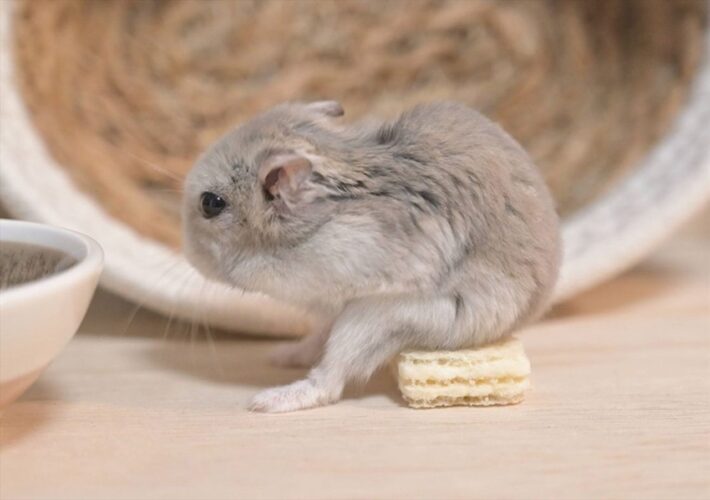 ウエハースに腰かけている！？ハムスターのまさかの行動が話題に「銭湯の頭洗いポーズ」「楽屋裏で着ぐるみの被りものを外してのひと休み感」