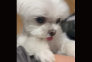 マルチーズの猛アピール！テレビを見ているのを止めてかまってもらおうとする姿がかわいすぎる！