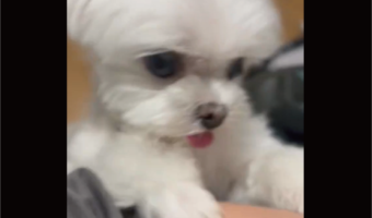 マルチーズの猛アピール！テレビを見ているのを止めてかまってもらおうとする姿がかわいすぎる！