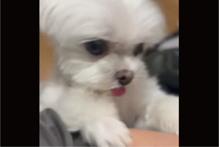 マルチーズの猛アピール！テレビを見ているのを止めてかまってもらおうとする姿がかわいすぎる！