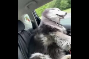 車の窓から顔を出すハスキー犬。風を受けながらのドライブが気持ちいい！！【アメリカ・動画】