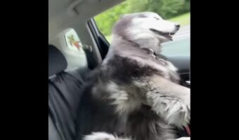 車の窓から顔を出すハスキー犬。風を受けながらのドライブが気持ちいい!!【アメリカ・動画】