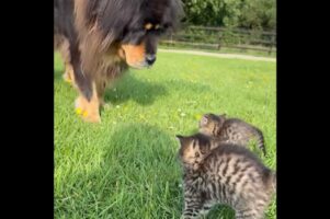 一緒に遊びたかったけれど・・。毛を逆立てた子ネコたちからシャーッ！！と威嚇されるイヌ【海外・動画】