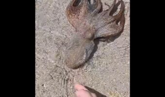 浅瀬で出会ったタコがスーッと急接近!人懐っこくてペットみたい!!【海外・動画】