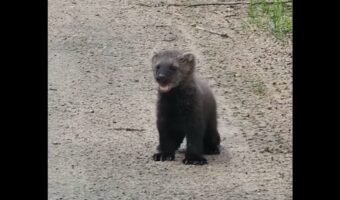 子グマにそっくり!?草むらから出てきたのは・・北米に生息するフィッシャーの赤ちゃん【海外・動画】