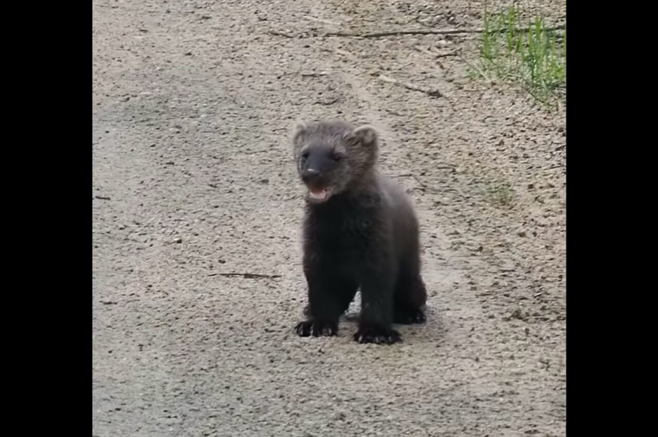 子グマにそっくり!?草むらから出てきたのは・・北米に生息するフィッシャーの赤ちゃん【海外・動画】