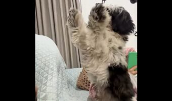 「遊んで!」と断られてもせがむ子犬。諦めずに粘った結果・・楽しい時間が始まった!【海外・動画】