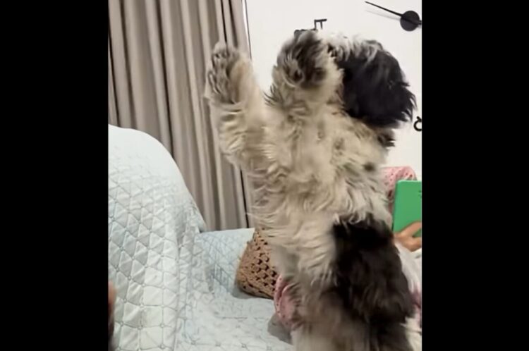 「遊んで！」と断られてもせがむ子犬。諦めずに粘った結果・・楽しい時間が始まった！【海外・動画】