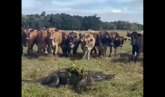 牧草地でハプニング!ウシたちが取り囲んで注視するのは・・巨大なワニ!!【アメリカ・動画】