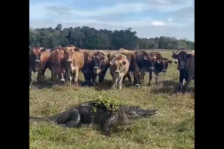 牧草地でハプニング！ウシたちが取り囲んで注視するのは・・巨大なワニ！！【アメリカ・動画】