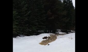 雪原で洪水発生!?濁流の正体は・・大量の雪解け水!!【アメリカ・動画】