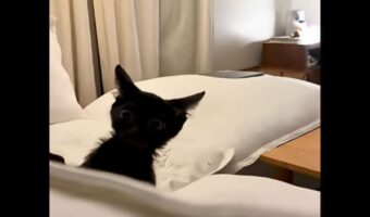 ソファの周りでバタバタ!元気いっぱいにはしゃぐ子猫が無邪気でかわいい!【アメリカ・動画】