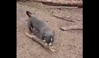 いっちに、いっちに!とお手伝い?丸太の運搬作業中に木の棒を運ぶ子犬が!!【海外・動画】