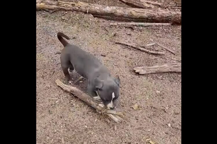 いっちに、いっちに！とお手伝い？丸太の運搬作業中に木の棒を運ぶ子犬が！！【海外・動画】