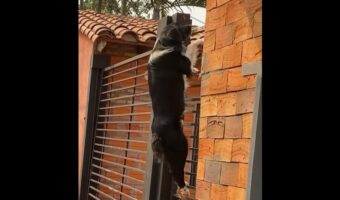 イヌが門をスイスイよじ登る!?見事な動きに「スパイダードッグ」の声【海外・動画】