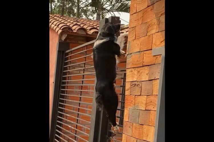 イヌが門をスイスイよじ登る！？見事な動きに「スパイダードッグ」の声【海外・動画】