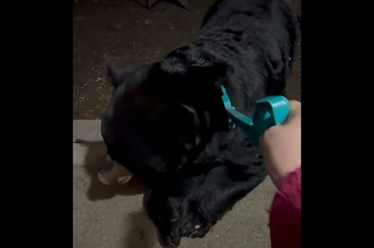 民家にクマがやってきた！その目的は食べ物・・ではなく、背中をかいてもらうため！？！？【海外・動画】