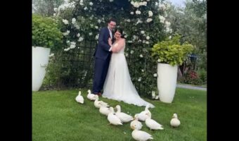 結婚式にかわいすぎるサプライズゲストが！ウェディングドレス姿を仲間と思ったかのように駆け付けたのは・・アヒルたち！！【海外・動画】