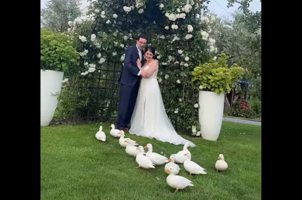 結婚式にかわいすぎるサプライズゲストが!ウェディングドレス姿を仲間と思ったかのように駆け付けたのは・・アヒルたち!!【海外・動画】