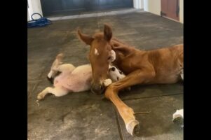 リハビリ中の子馬にできたやさしい遊び相手。お友達は・・フレンドリーな子犬！【海外・動画】