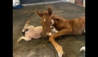 リハビリ中の子馬にできたやさしい遊び相手。お友達は・・フレンドリーな子犬！【海外・動画】