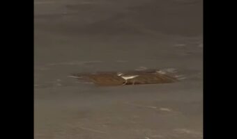 ピンチを救え!!排水溝の上でうろたえる1羽の鳥。様子を見に行くと・・、排水溝の中にヒナが!【アメリカ・動画】