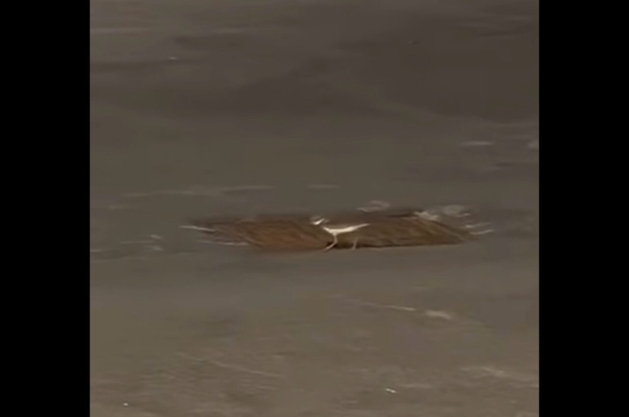 ピンチを救え!!排水溝の上でうろたえる1羽の鳥。様子を見に行くと・・、排水溝の中にヒナが!【アメリカ・動画】