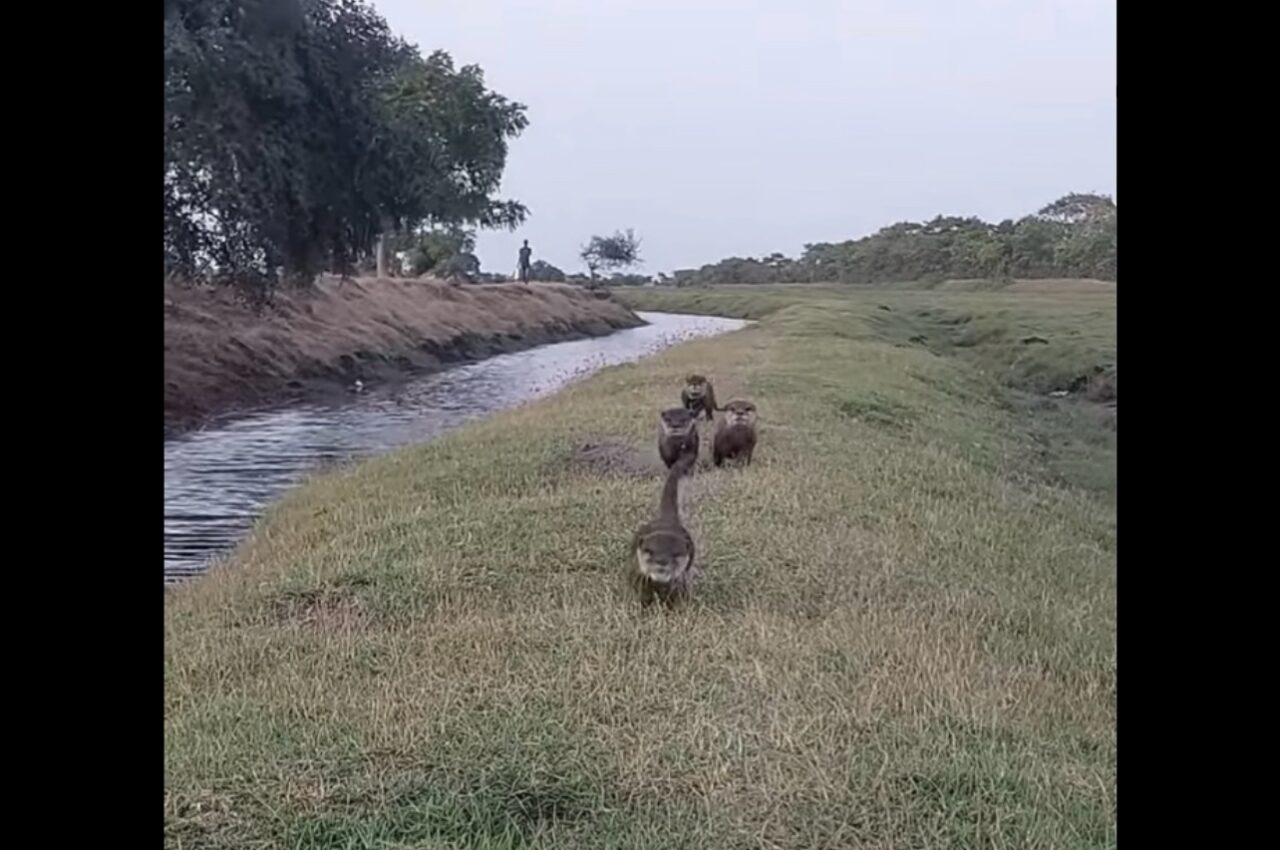 カワウソたちのかわいいレース。1位を目指してみんな一生懸命走る!走る!!【海外・動画】