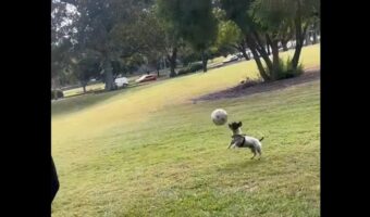 楽しいサッカータイム!イヌがボールを正確に蹴り返すスゴいテクニックを披露!!【海外・動画】