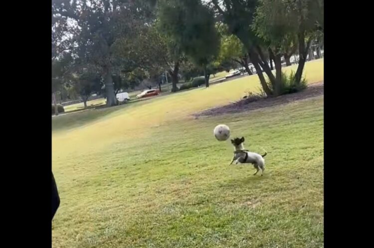 楽しいサッカータイム！イヌがボールを正確に蹴り返すスゴいテクニックを披露！！【海外・動画】