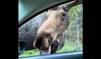 ドライブ中にヘラジカと遭遇！このヘラジカ、すれ違いざまに車をペロペロなめてきたぞ！？【海外・動画】