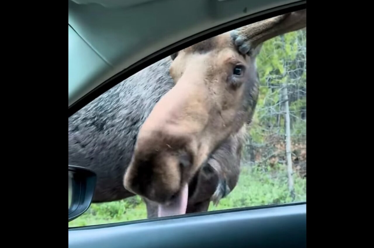 ドライブ中にヘラジカと遭遇!このヘラジカ、すれ違いざまに車をペロペロなめてきたぞ!?【海外・動画】