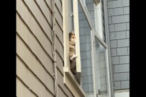 今すぐ駆け付けたい！帰宅した飼い主さんに窓から身を乗り出そうとおててを伸ばすネコ【海外・動画】