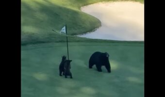 ゴルフコースに現れたクマの親子。子グマはピンフラッグをオモチャにして遊んでいる！？【アメリカ・動画】