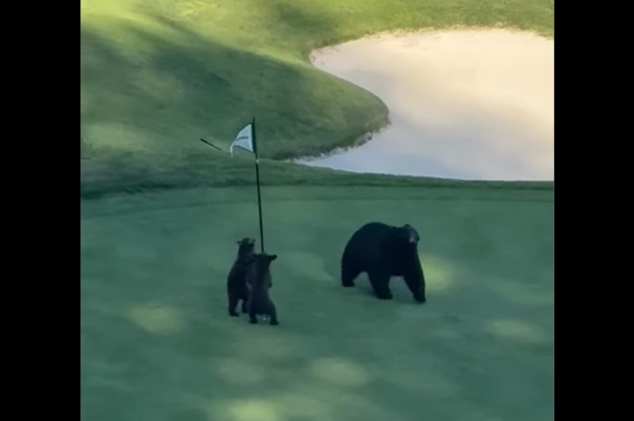 ゴルフコースに現れたクマの親子。子グマはピンフラッグをオモチャにして遊んでいる!?【アメリカ・動画】