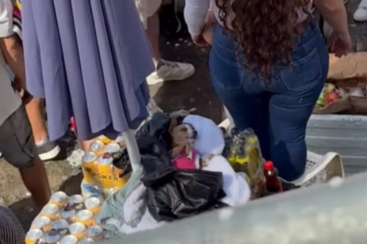 喧騒の中でぐっすり。イヌがお昼寝しているのは賑わうお祭り会場の真ん中！【海外・動画】