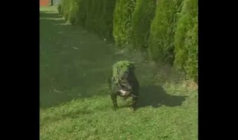 カモフラージュ?愛犬が芝刈り中に草まみれになっちゃった!?【海外・動画】