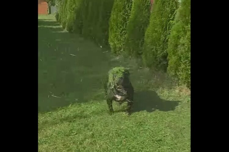 カモフラージュ？愛犬が芝刈り中に草まみれになっちゃった！？【海外・動画】