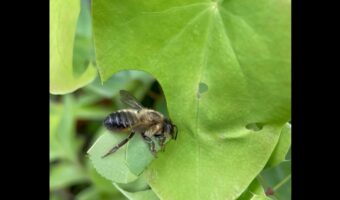 ハチによる職人芸。ハキリバチが葉っぱをチョキチョキと綺麗にカッティング！！【海外・動画】
